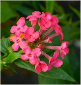 Pink Bush Penta, Fragrant Pink Panama Rose, Rondeletia leucophylla, Arachnothryx leucophyla